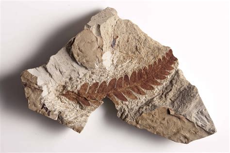 fossil wikipedia|how fossils are found.